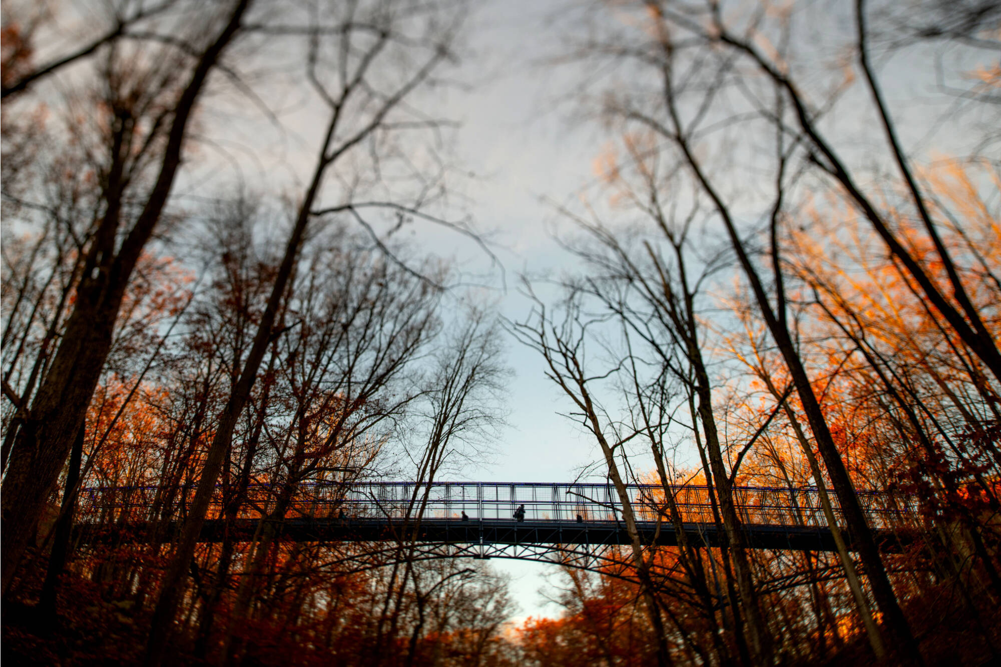 Person walking on a metal blue bridge through a forest with autumn trees.